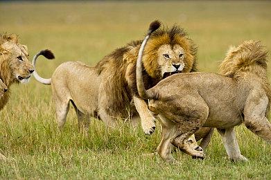 《王者荣耀》联名《合金弹头》 首发新英雄莱西奥正式上线